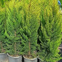 درختچه لاوسون|گل و گیاه طبیعی|اسلام‌شهر, شاطره|دیوار