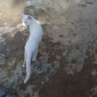 گمشده