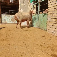 یک عدد قوچ مهربانی هیکلی