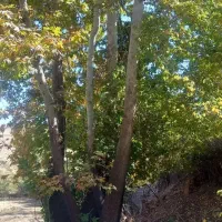 خریدار انواع چوب ودرخت