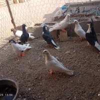 کفتر جفتی|پرنده|رفسنجان, |دیوار