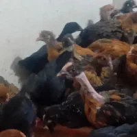جوجه 55 روزه واکسن خورده