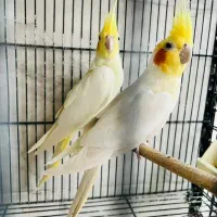 عروس هلندی ماده