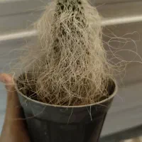 کاکتوس اولدمن|گل و گیاه طبیعی|تهران, سلیمانی|دیوار