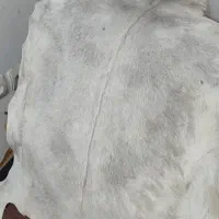 چرم طبیعی|کیف، کفش، کمربند|بندرعباس, |دیوار