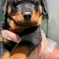 سگ روتوایلر تیپ حرفه ای پوزه مکعبی|سگ|تهران, جردن|دیوار