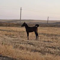 اسب کرد|اسب و تجهیزات اسب‌سواری|ابهر, |دیوار