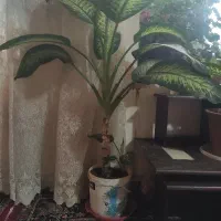 گل دیفن باخیا