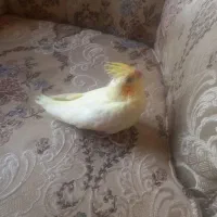 ۴ عدد عروس علندی