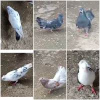 کبوتر