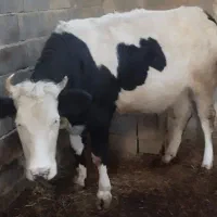 گوساله چاق گوشتی