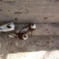 کفتر افغانی نیکشهر