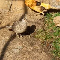 جوجه لیمویی