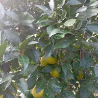 همه نوع گل و گیاه به قیمت جهادی وهمه نوع مرکبات|گل و گیاه طبیعی|آستانه اشرفیه, |دیوار