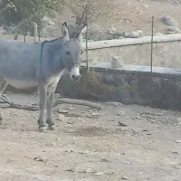 25.000.000|حیوانات مزرعه|لوداب, |دیوار