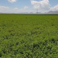 بذر پایه بلند یونجه همدانی منطقه خیرآباد|خدمات باغبانی و درختکاری|شراء, |دیوار