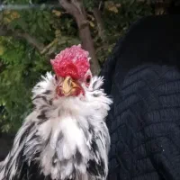 خروس گلین ریشو چهل تاج|حیوانات مزرعه|شهرکرد, |دیوار