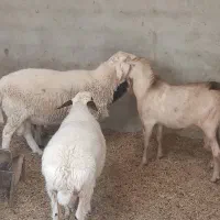 چپیش|حیوانات مزرعه|یزد, |دیوار