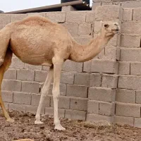 شتر سفید آشتی جوان|حیوانات مزرعه|بندرعباس, |دیوار