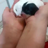 شیتزو بهمراه توله|سگ|خمینی‌شهر, |دیوار