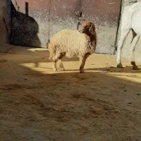 یه بره ماده فروشی درجه یک|حیوانات مزرعه|سیوان, |دیوار