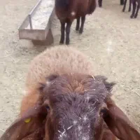 بره قوچی همو و هترو  نژاد دار