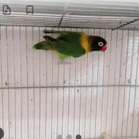 طوطی برزیلی تازه دونخور وسرلاکی کاملا دستی