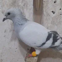 کفتر شهرستانی