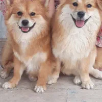 سگ پامیر روباهی