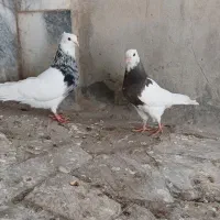 ۲عدد طوقی هفترنگ نر