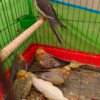 عروس هلندی سالم سرحال|پرنده|چهارباغ, |دیوار