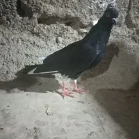 کفتر