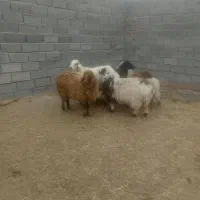 گوسفند|حیوانات مزرعه|خوسف, |دیوار