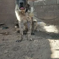 سگ الابای