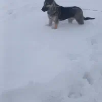 سگ خوب|سگ|نظر کهریزی, |دیوار