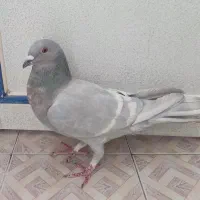 ماده خط سفید