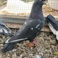 کبوتر بهبهانی|پرنده|استهبان, |دیوار