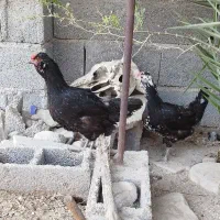 مرغ و خروس محلی درجه یک