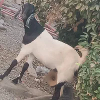 گیسه پاکستانی با کاور شیرازی|حیوانات مزرعه|جیرفت, |دیوار