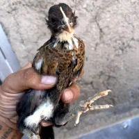 جوجه گلین
