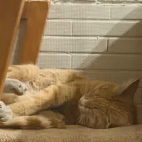 واگذاری گربه