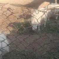 ۱۲ عدد کهره فروشی|حیوانات مزرعه|ارزوئیه, |دیوار