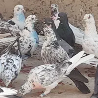 کبوتر تهرانی گروی