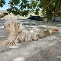 سگ خیلی خوب دستی خیلی روی ساهبش حساس|سگ|مرودشت, ژیان|دیوار