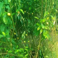 نهال،خاک گلدان،درختچه، مرکبات ،خاک برگ|خدمات باغبانی و درختکاری|شیراز, تل حسینآباد|دیوار