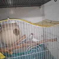 جفت فنچ نرگسی