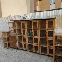 تعدادی کفتر  /یکجا و یا تکی / جفت کن|پرنده|تهران, شهید اسدی|دیوار