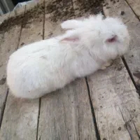 خرگوش|موش و خرگوش|شهریار, شهرک امیریه|دیوار