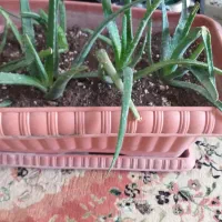 گیاه آلوئه وراء آپارتمانی