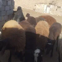 یک عدد بره نر